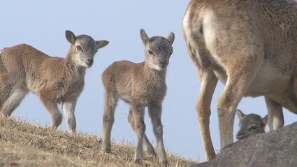 ムフロンシープの赤ちゃんが続々誕生 アフリカンサファリでベビー
