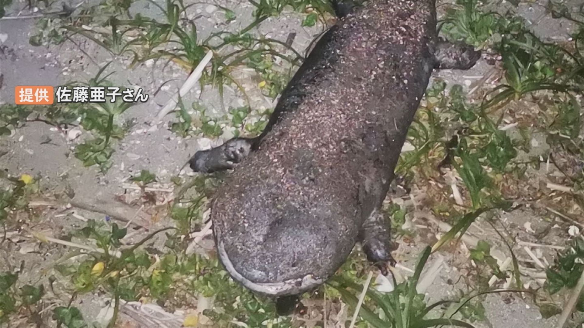 巨大オオサンショウウオ」海岸で死がい見つかる 堰堤を登れず力尽き