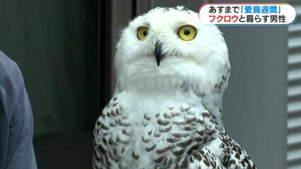 ハリーポッターのヘドウィグ」シロフクロウと暮らす男性「笑っている