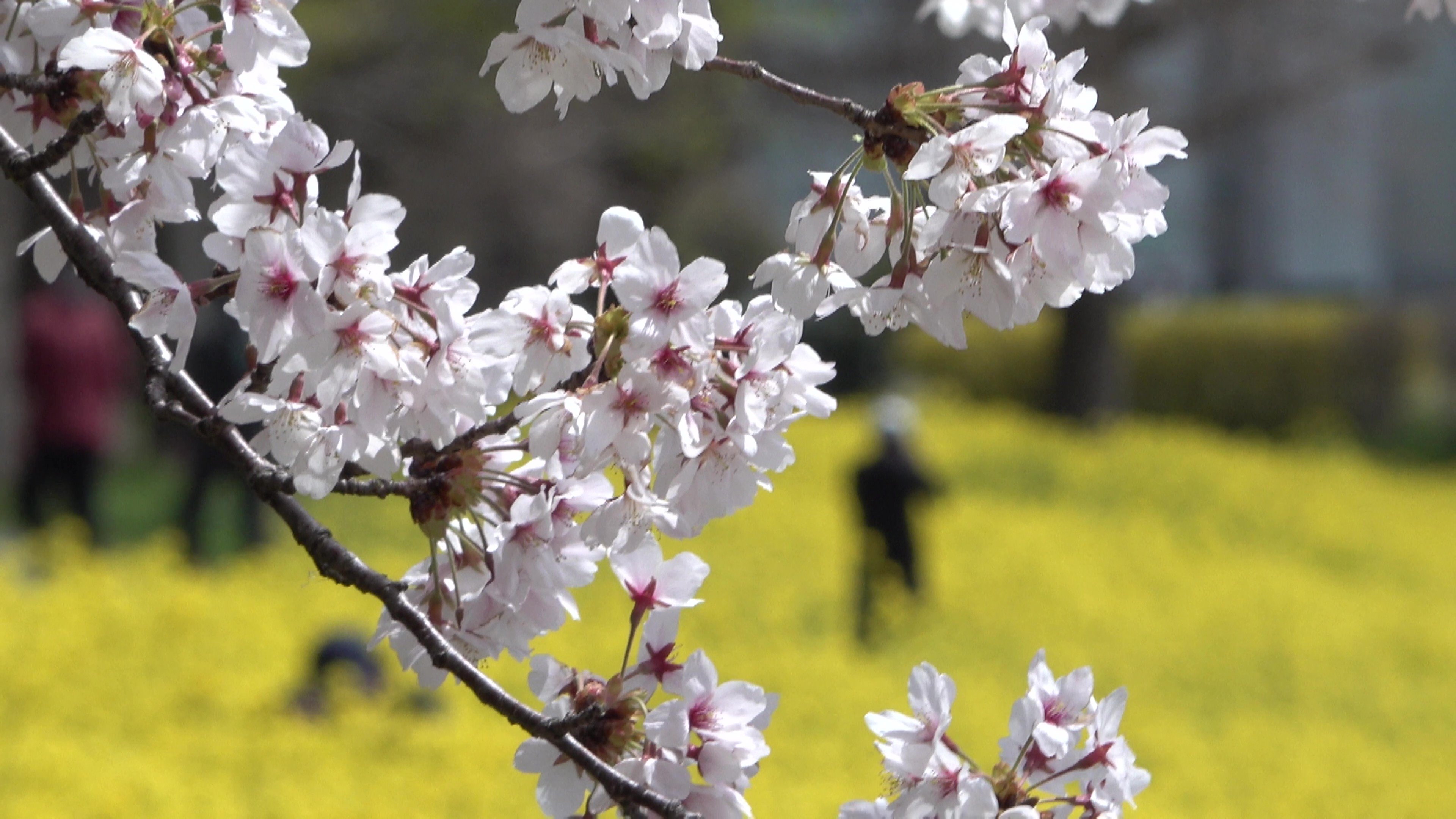 満開の桜×菜の花“春の二重奏” 上堰潟公園を彩る450本の桜と160万本の