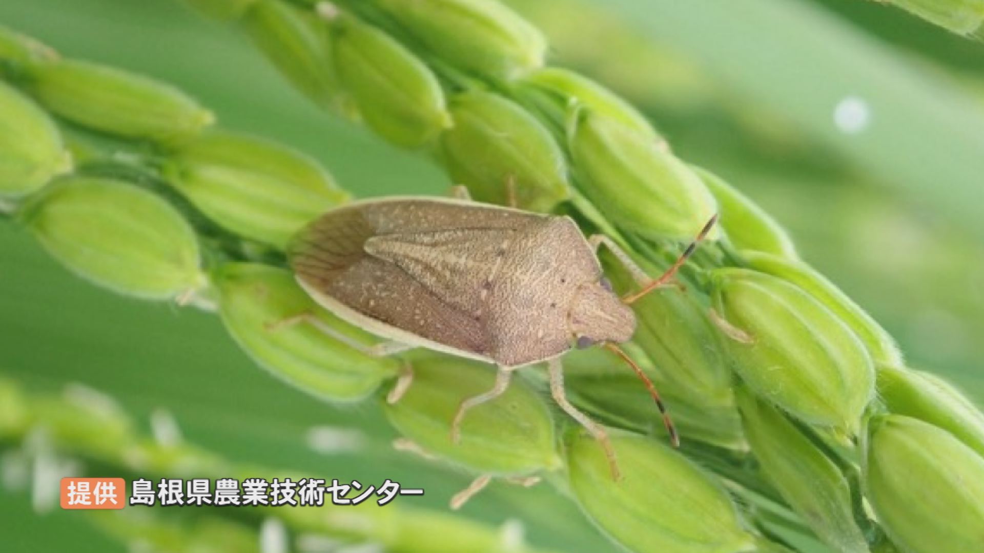 「カメムシ」大量発生で農業被害深刻「災害級」 米の収穫量8割減の農家も…悲鳴 町長が異例の支援要請 | TBS NEWS DIG