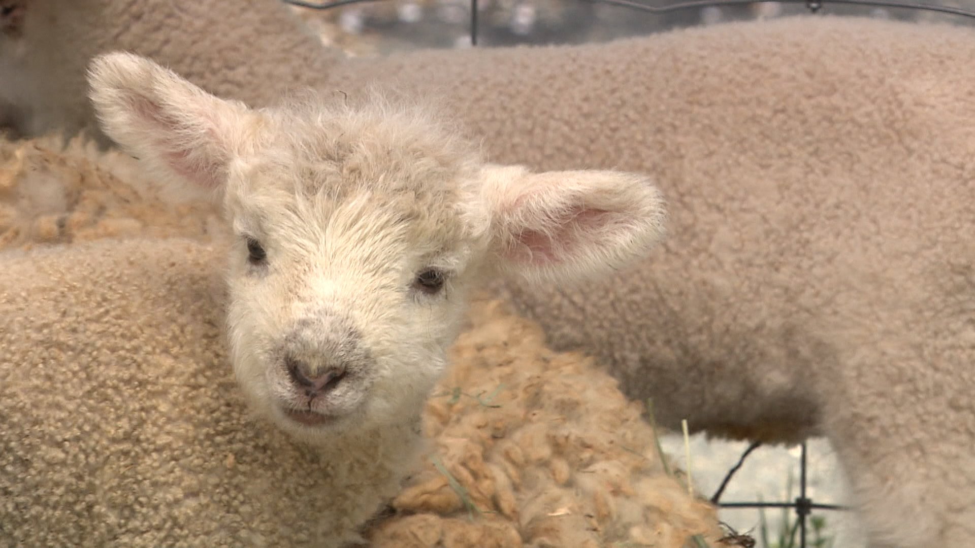 最近生まれた子です」ドイツの森は動物たちのベビーラッシュでにぎやか