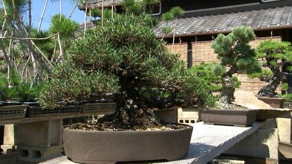 盆栽(品種不明) 樹齢400年の盆栽など7鉢盗まれる 埼玉の老舗業者 - CNN.co.jp