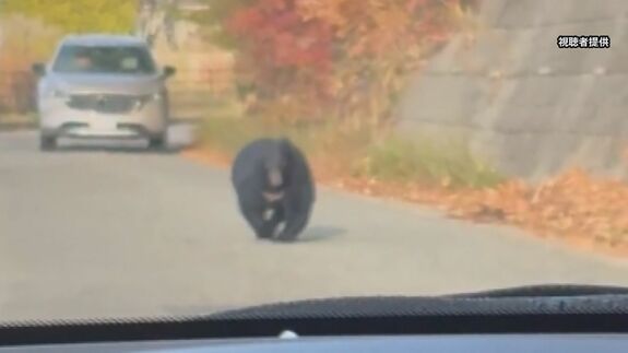 クマの目撃相次ぐ秋田市　影響は経済にも…商店街には客が激減「忘年会の問い合わせすらない まるでコロナ禍」|TBS NEWS DIG