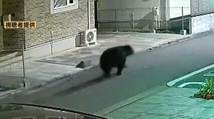 仙台中心部にクマ出没には「エサの探し方」が深く関係 専門家「市街地