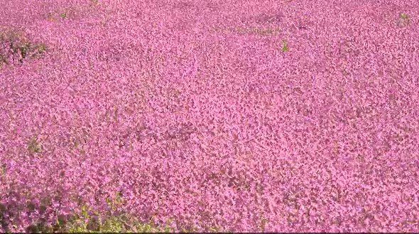 一面に広がるピンク色のじゅうたん…長野・南箕輪村で鮮やかな「フクロ