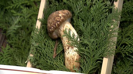 岡山県産の松茸「価格は1本約60グラムで4万3200円」デパートに初入荷