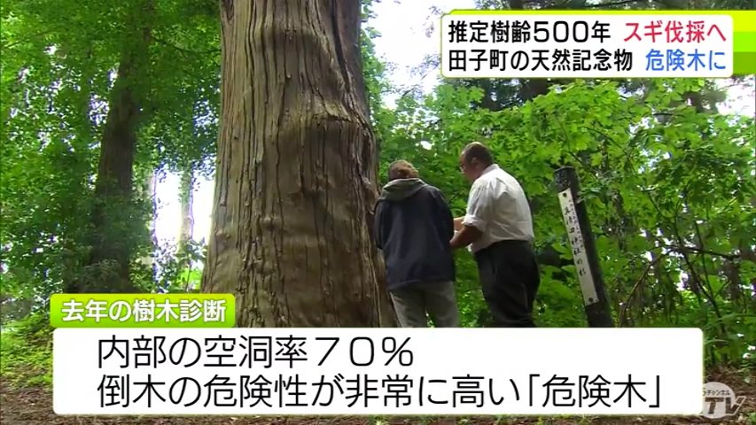推定樹齢は約500年 田子町の天然記念物の「スギの木」が伐採されること