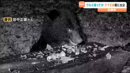 クルミ食べるクマ映像有】クマ非常事態宣言中の町で民家に2頭のクマ