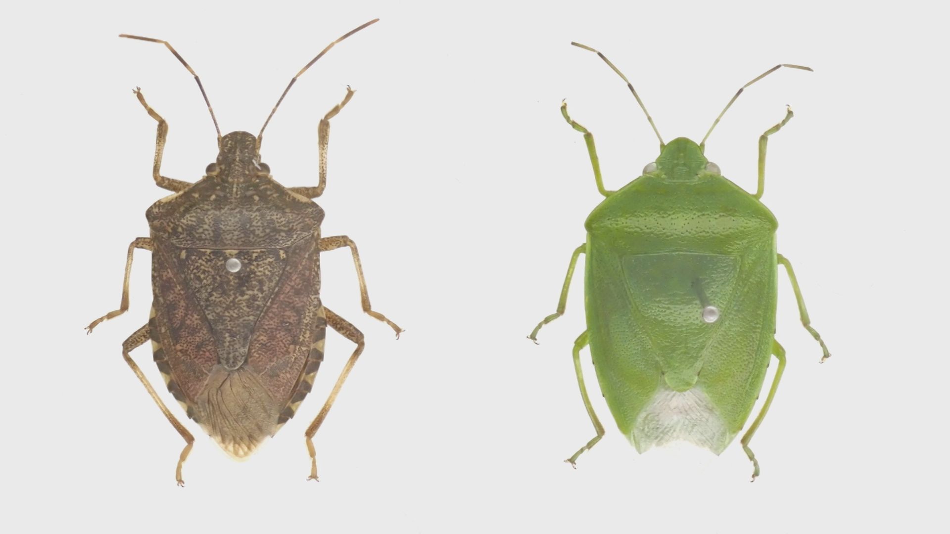 大量発生「カメムシ」よく見かけるのは緑色？茶色？ 実は…地域によって