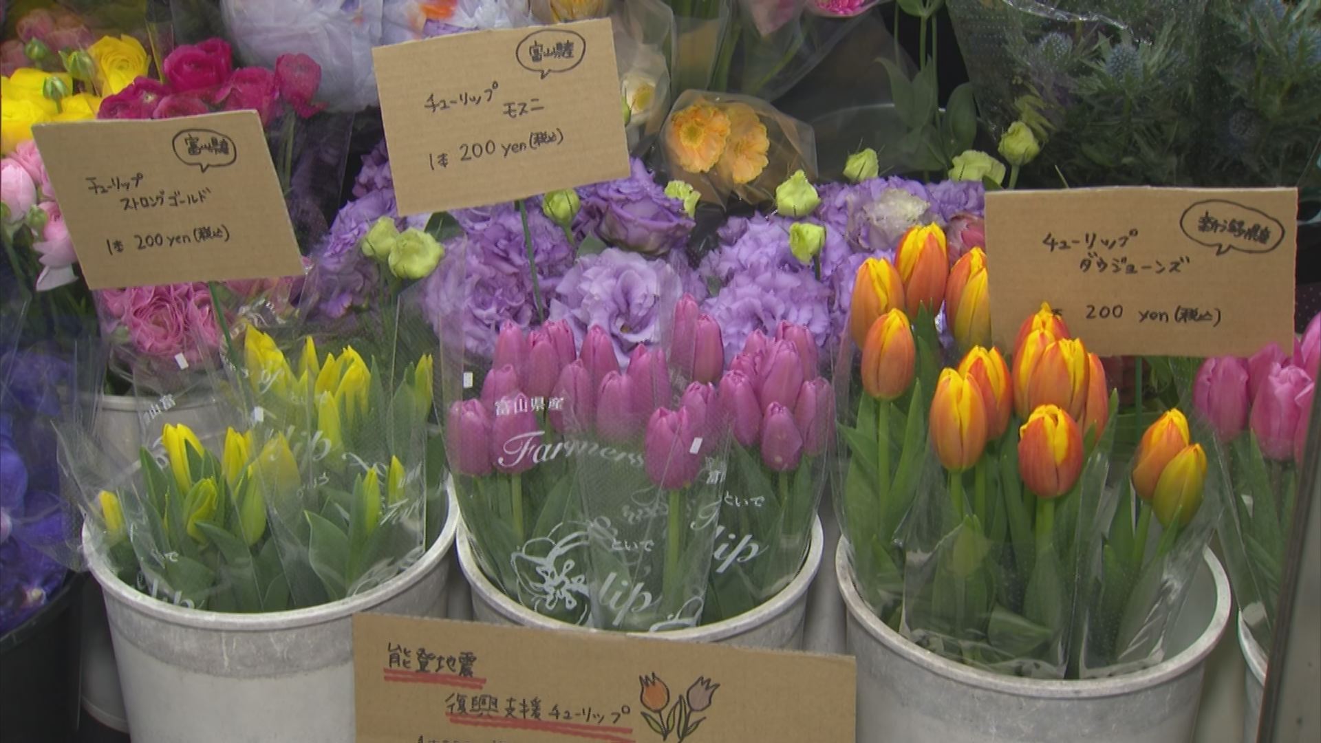 普段50本が200本近く売れた「復興支援チューリップ」一大産地 富山県・新潟県産買うと…「能登半島地震」被災地へ | TBS NEWS DIG  フォトギャラリー