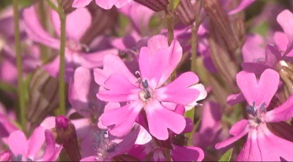 鮮やかなピンクのナデシコ 一面に広がるピンク色のじゅうたん…長野・南箕輪村で鮮やかな「フクロ