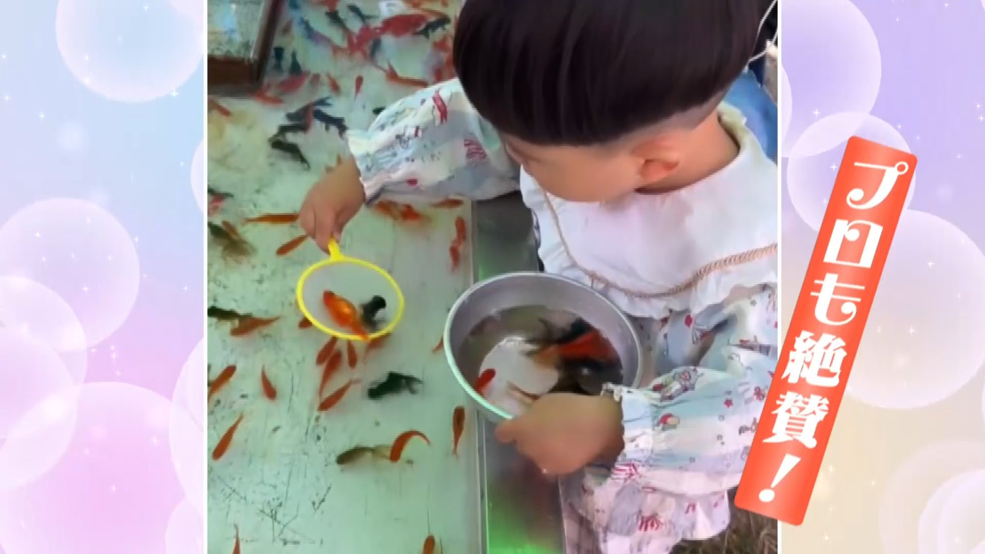 巨大金魚すくい！（笑）: 超巨大金魚すくい _ 巨大金魚すくい？？#生き物 #金魚すくい#生き物 #shorts – XPQC