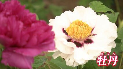 牡丹鈴 花鈴 梅 桜 芝桜 牡丹 菊 鈴 すず 1個入 | 手芸材料のネットショップ