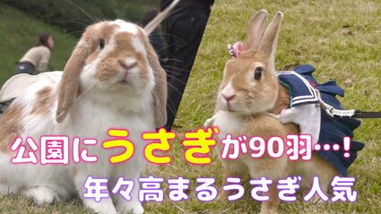 公園にうさぎが90羽…！保険の契約数は6年で8倍にまで急増 年々高まる