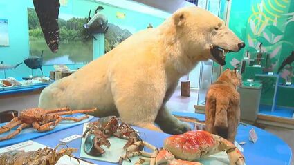 シロクマ、ハブに触れることも…“珍しい体験”たくさん 鹿児島県立博物館