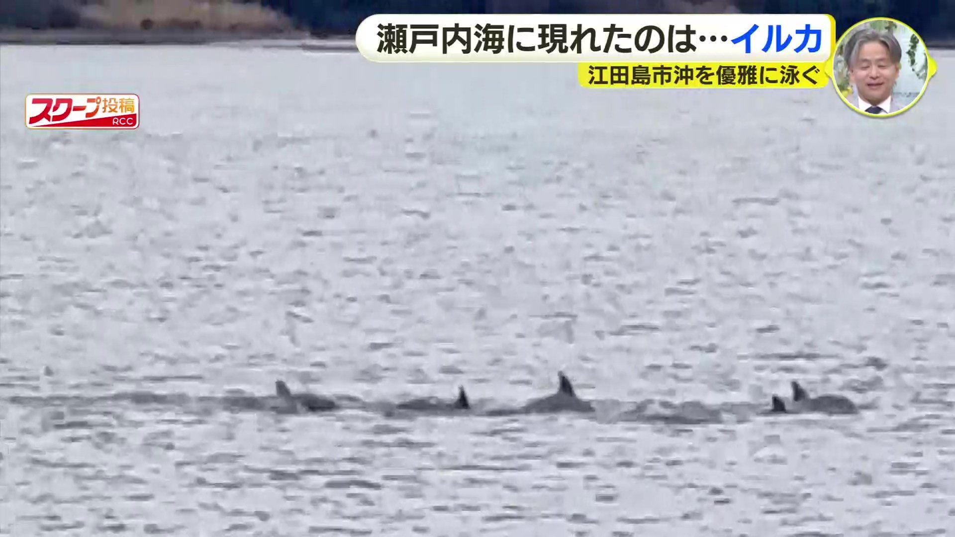 うみいるか 瀬戸内海にイルカの群れか 視聴者が撮影 広島県江田島市沖 | TBS NEWS