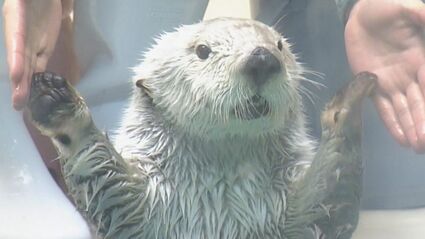 ラッコ img_9d9d7b15d4fe09e5b72fb0a48f