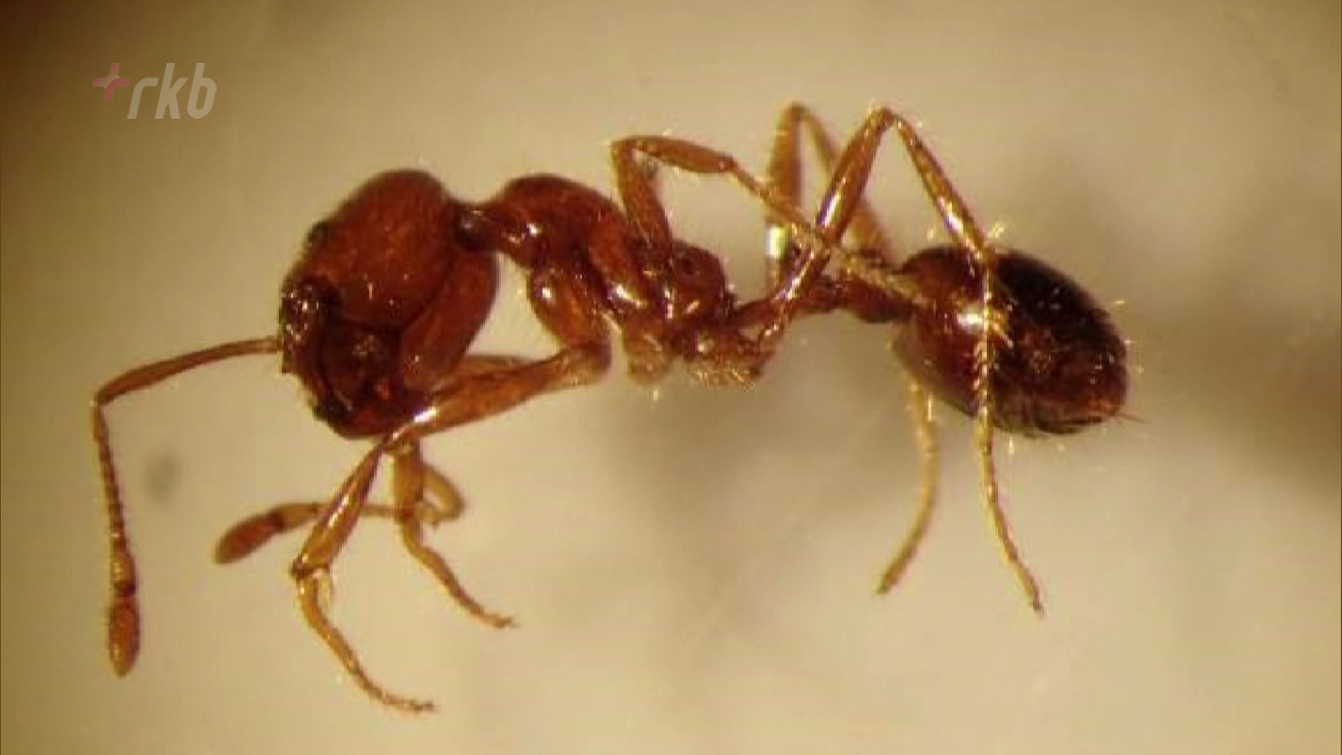危険な外来生物「アカカミアリ」発見 アナフィラキシーショックの可能性も 福岡・朝倉市 | TBS NEWS DIG