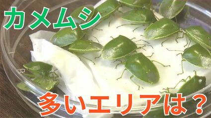 【カメムシ／発送方法修正】テレビ img_9e0999541d0da0827fb2eb5c71