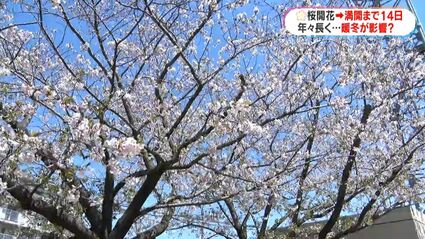 鹿児島の桜「満開」 開花から14日 時間がかかったのはなぜ？ | 鹿児島