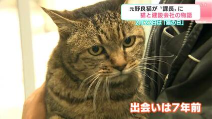 野良猫3様   お取り置きの商品です。 楽天市場】プレート看板 「猫のエサやり」 W900×H600mm 角R 穴5φ6カ所
