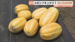 “メロンのご先祖様”? 謎多き伝統野菜「まくわ」「まっか」を調査 復活目指す生産者も 富山|TBS NEWS DIG