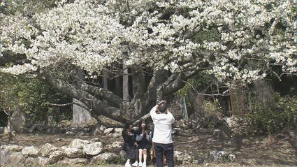 樹齢400年の“大島桜”が満開に 害虫や病気に弱い一本桜が地元住民に大切 樹齢400年の“大島桜”が満開に 害虫や病気に弱い一本桜が地元住民に大切
