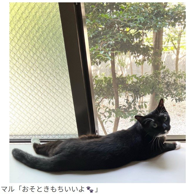 Ayako Kanbe(かんべあやこ)　猫と少女 藤あや子 】孫娘 “JK” に豪華お弁当「あや弁」を製作 猛暑でも愛