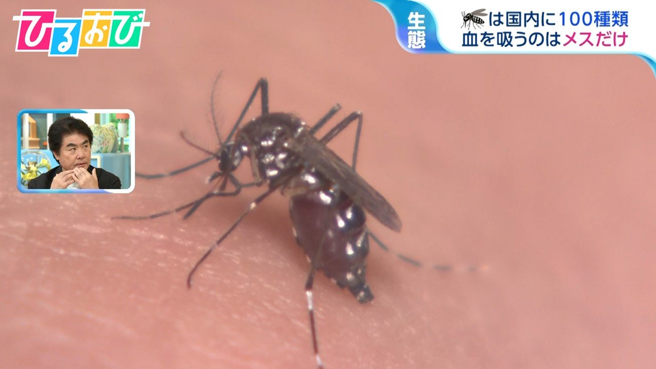 「最後まで血を吸わせた方が、かゆくならない！？」涼しくなって増えた『蚊』の生態を研究者に聞く 足のニオイとの関係や叩くときのコツも【ひるおび ...