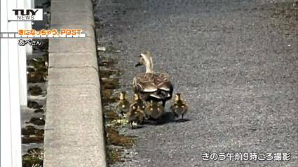 カルガモ親子がまた目撃される！ がんばっての大移動！ しかし10羽ほど