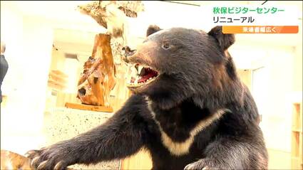 鋭い爪に驚きクマの剥製が間近に「秋保ビジターセンター