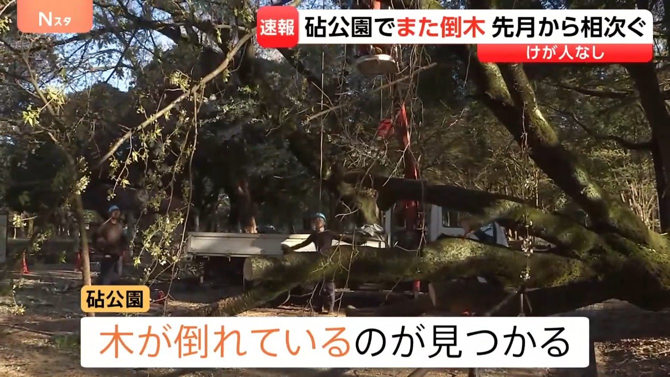 東京・世田谷区の砧公園でまた倒木 けが人なし 先月も高さ10m以上の
