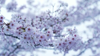 約5,000本のソメイヨシノが朝霧に包まれて 今だけの幻想的な風景に