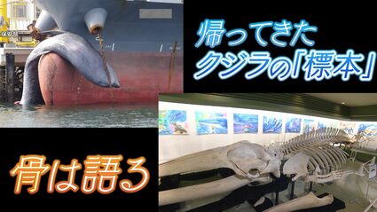 海洋事故の歴史を物語るたった一つの標本」タンカーに引っかかった状態