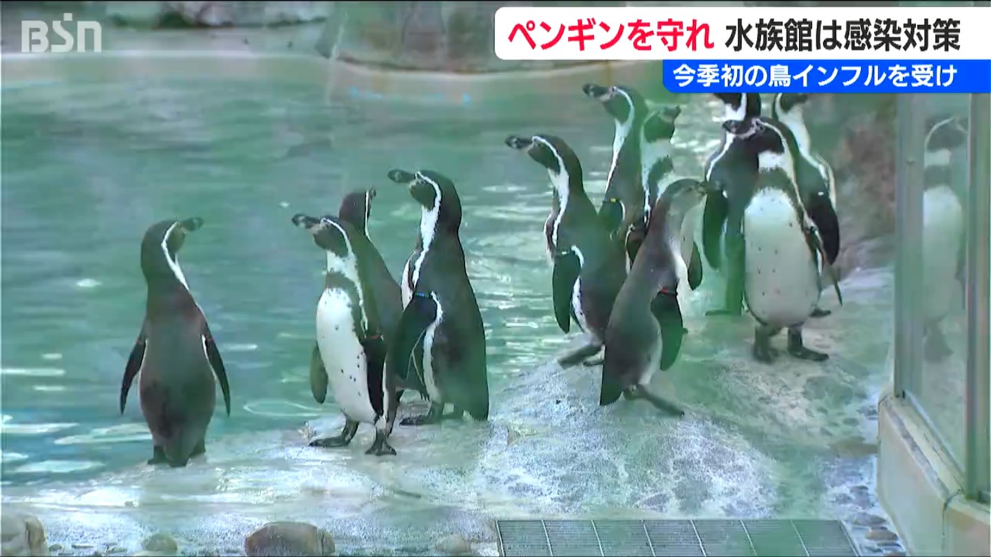 ペンギン【厳重警戒】「屋外施設にはネット 靴は念入りに消毒」鳥