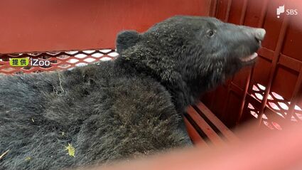 伊豆半島でツキノワグマを確認 体長1.2メートルほどのオス シカ用の