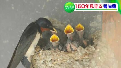 150年守り続けたツバメの巣『ツバメを大切に』先代の教え守る老舗の