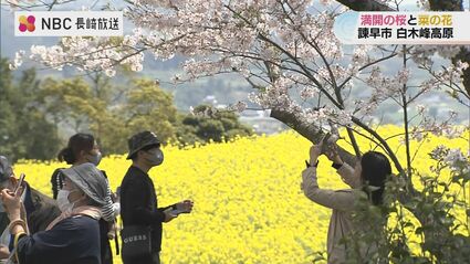 桜と菜の花の共演 今年は例年と異なり桜より先に菜の花が開花 白木峰