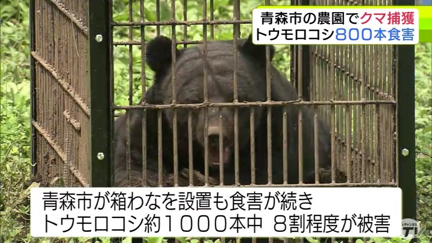 クマ】体長150cm・体重推定100kg以上のオス 農園で『ツキノワグマ』を