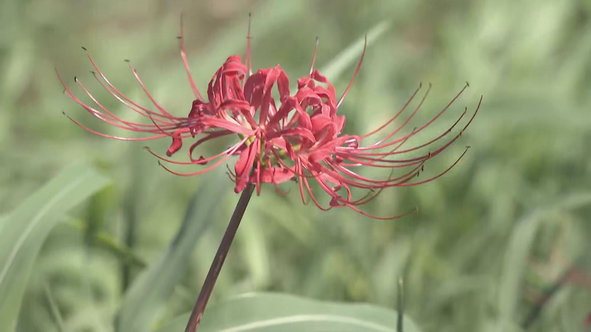 猛暑でヒガンバナの開花遅れる　童話「ごんぎつね」の舞台　愛知・半田市の矢勝川沿いに咲き誇る300万本が…