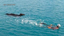 港の岸壁の下から動物が呼吸するような音、確認すると…泳ぐ牛を発見 海保の潜水士が救助|TBS NEWS DIG