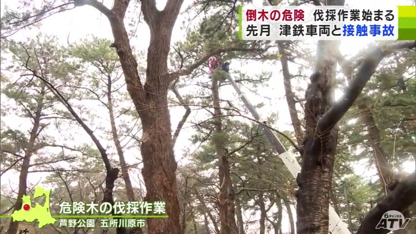 中が空洞になっていて危険」津軽鉄道の沿線で倒木の危険性ある木の伐採