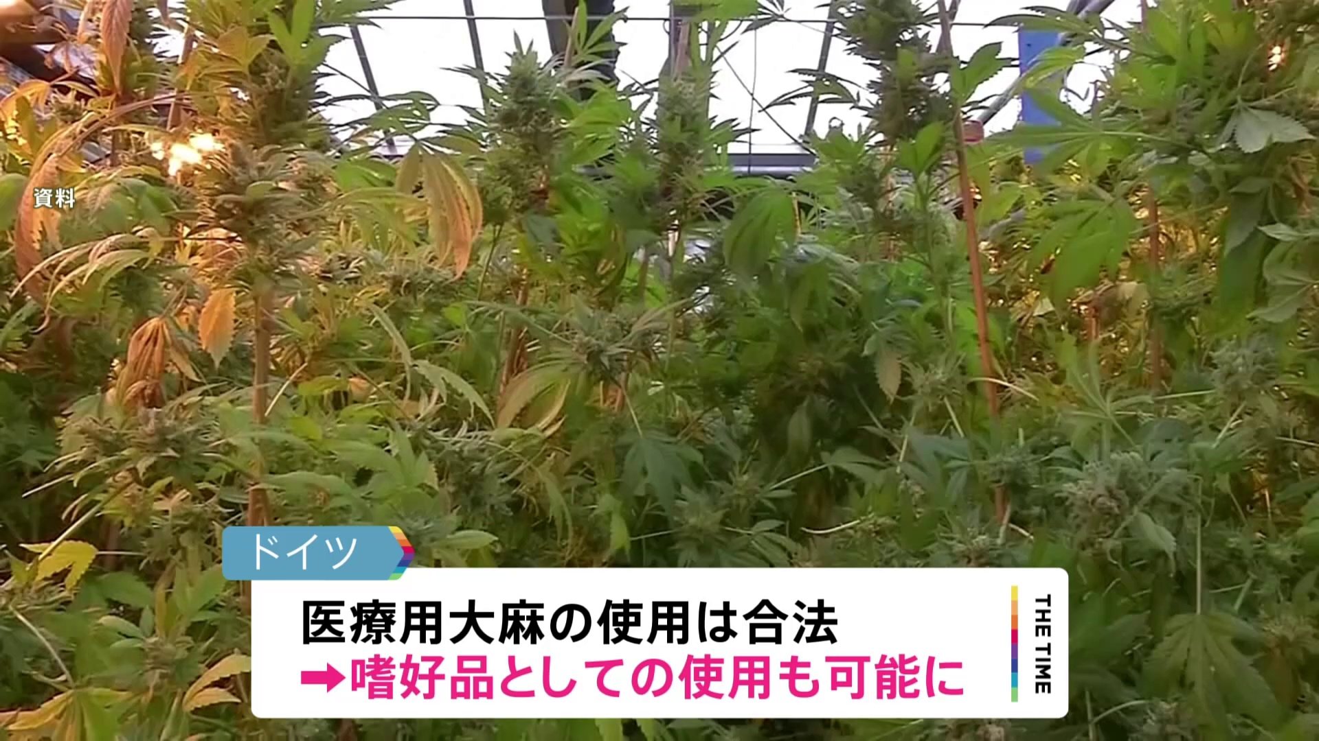 廿日出貴史 大麻 _ 大麻取締法 逮捕 _ 芝草を加害するコガネムシ類の研究X – AADCL