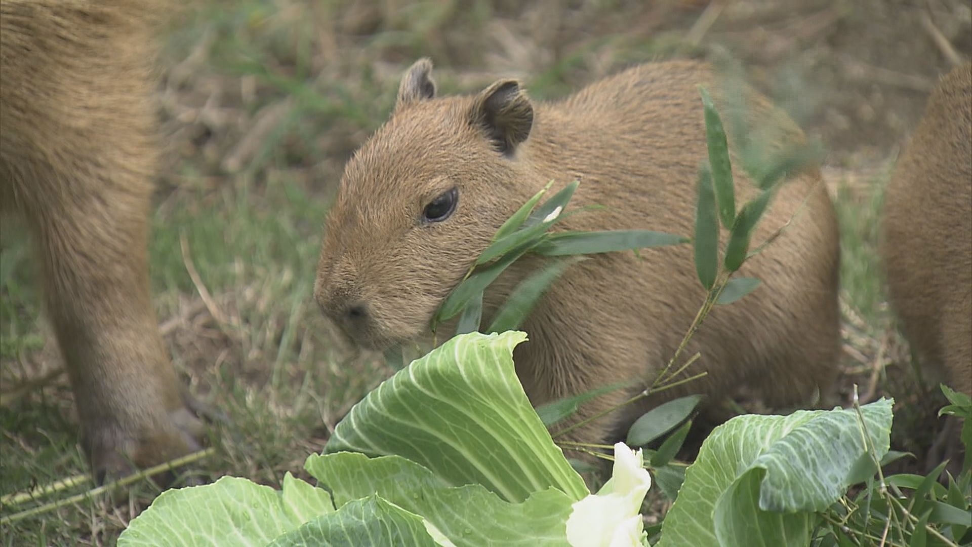 竹島水族館でカピバラの赤ちゃんお披露目 10月12日に5頭誕生 飼育員は
