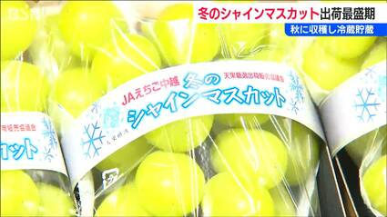 冬に味わうシャインマスカットの魅力「少ない中でおいしいものを味わっ