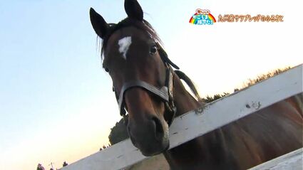 競走馬のふるさと」大崎町・鹿児島【亀ちゃんのかごしま撮った