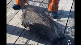 何者かがいけすに大型肉食魚「アカメ」を放流か...海上保安庁が器物損壊など視野に調べ進める　「何を考えているのかわからない」と業者からは困惑の声【高知】|TBS NEWS DIG