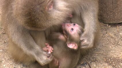 愛くるしいニホンザルの赤ちゃん 母ザルにぴったりくっつく【岡山