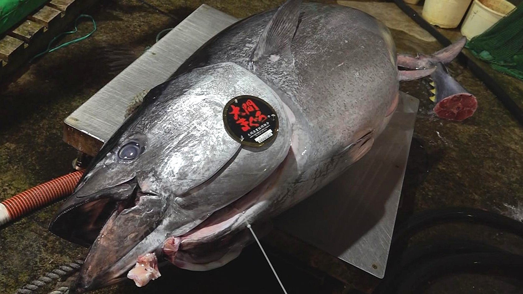 歴代の“一番マグロ”には「400kgオーバー」「億超」も！ 豊洲市場の初